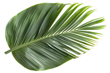 tropical green coconut leaf AI generative