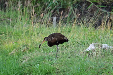 a limpkin feeding in the grass field in the morning