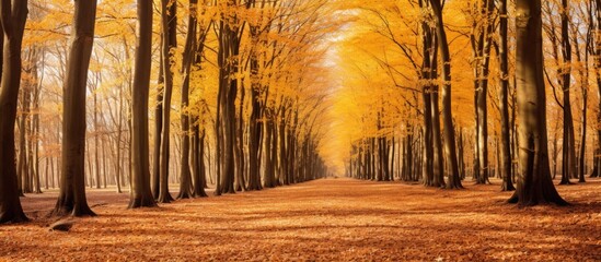 Autumn forest path with golden foliage