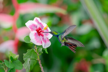 Obraz premium Agile, Black-throated Mango hummingbird, Anthracothorax nigricollis, feeding on an exotic pink hibiscus flower