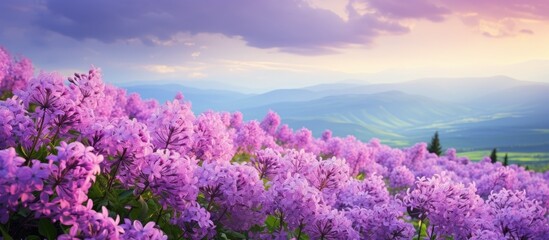 Fototapeta premium Field of blooming lavender with distant mountain vista