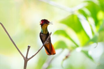 Glittering Ruby Topaz hummingbird, Chrysolampis mosquitus, perching on a small twig with beak open chirping
