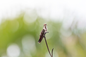 Small, Ruby Topaz hummingbird perching on a twig with soft green bokeh background