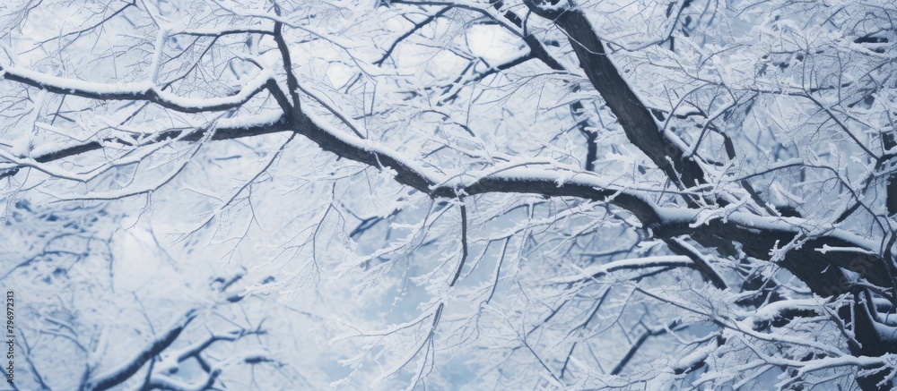 Wall mural Snow-covered tree against sky backdrop