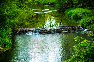 Der Damm eines Bibers mitten im einem Fluss der durch einen Wald fließt