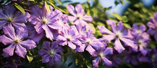 Obraz premium Purple flowers bloom on tree under sunlight
