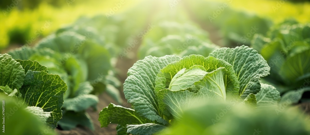 Canvas Prints Fresh green produce under sunlight