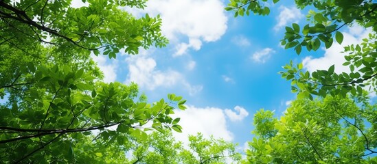 Peering through branches at the sky