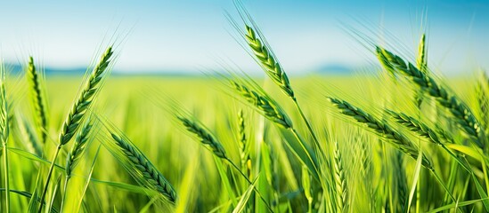 Fototapeta premium Green wheat field amidst lush grass