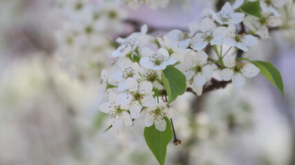 spring cherry flowers in bloom