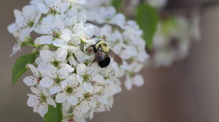 A bumble bee pollinates a closeup blossom in a garden