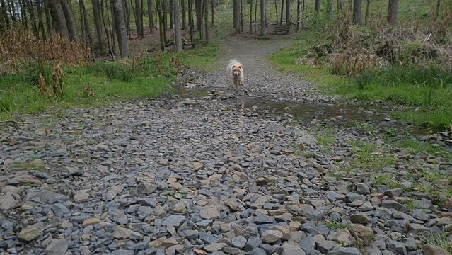 Chow Hund rennt 