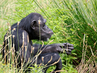 Chimpanzee (Pan troglodytes) sitting in tall grass and seen from profile