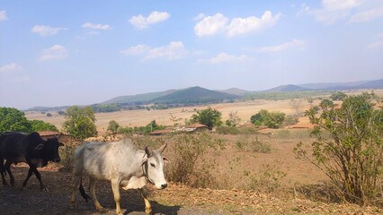 cows in the mountains