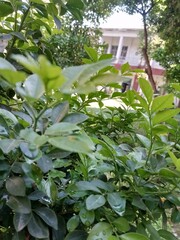 Beautiful impressive trees in a beautiful public library.