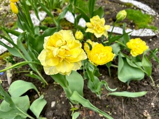 Obraz na płótnie Canvas yellow daffodils in a garden