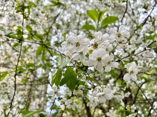 white cherry blossom