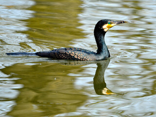 Great Cormorant (Phalacrocorax carbo) with her green eyes swimming on lake