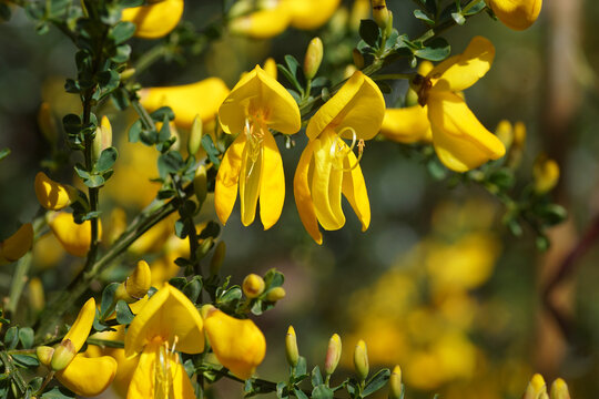 Close up yellow flowers of Cytisus scoparius (syn. Sarothamnus scoparius), common broom or Scotch broom. Family Fabaceae, Spring, Netherlands