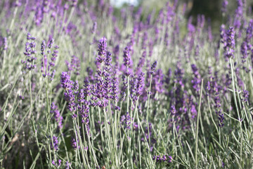 close up of the lavender field. Danaus plexippus. Close up sunny spring scene in botanical garden.