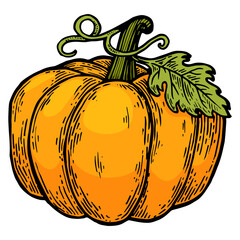 Pumpkin fruit color sketch engraving PNG illustration. Scratch board style imitation. Black and white hand drawn image.