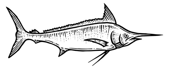 Swordfish marlin sketch line art engraving PNG illustration. Scratch board style imitation. Hand drawn image.