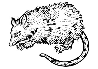 Opossum rat animal sketch engraving PNG illustration. Scratch board style imitation. Black and white hand drawn image.