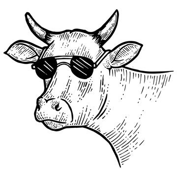 recommend clip art: Cow animal in sunglasses line art sketch engraving PNG illustration. Scratch board style imitation. Black and white hand drawn image.