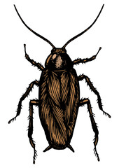Cockroach bug insect color sketch line art engraving PNG illustration. Scratch board style imitation. Black and white hand drawn image.