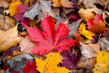 A vibrant red maple leaf resting on a bed of fallen leaves.