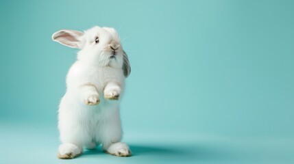 Cute standing baby rabbit with blue background.