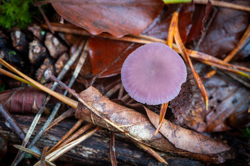 Amethyst Deceiver mushroom in the New Forest, England - Laccaria amethystina