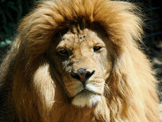 Contrasting photo of portrait of old lion (Panthera leo) seen from front