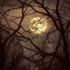 Full moon through trees. Great for backgrounds, spooky scenes, tranquil scenes, mystery, forest, adventure and more. 