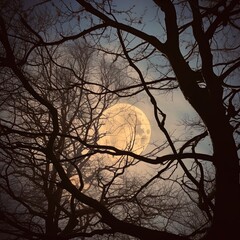 Full moon through trees. Great for backgrounds, spooky scenes, tranquil scenes, mystery, forest, adventure and more. 