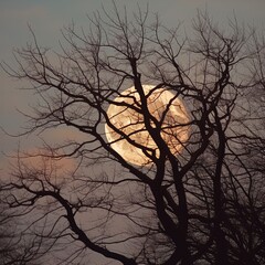 Full moon through trees. Great for backgrounds, spooky scenes, tranquil scenes, mystery, forest, adventure and more. 