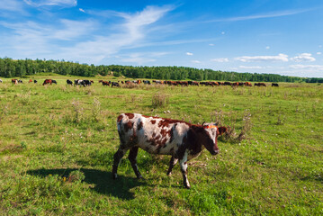 Fototapeta premium cows in the field