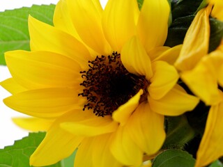 Dwarf sunflower (Helianthus annuus) close up