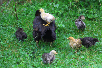 Chicks walking on the mother hen in the village