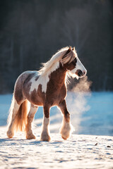 Irish Tinker © ScullyPictures