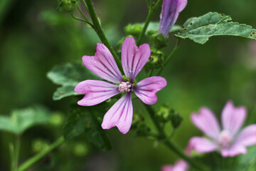 Obraz premium Wilde Malve - malva sylvestris, a type of medicinal plant, flower