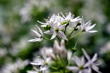 Blühende Bärlauchwiese im Frühling