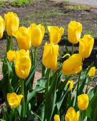 Yellow tulips blooming in the spring in the flowerbed. Close-up of yellow flowering plants in the garden.