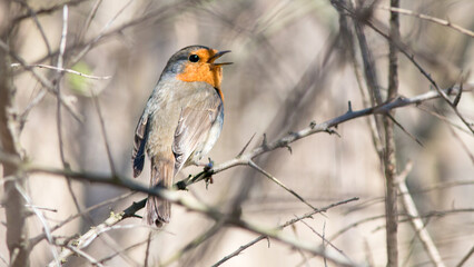 robin on branch