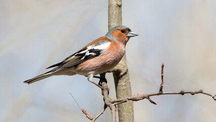 robin on a branch