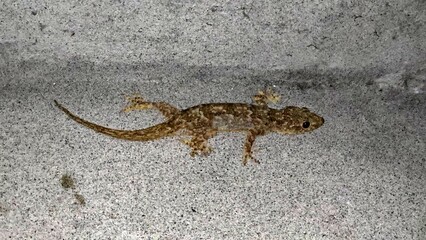 common house lizard at the house wall waiting for the hunt at night 4k footage 