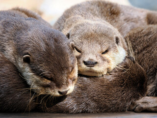 Three Oriental Small-clawed Otters (Amblonyx cinereus ) sleeping and seen from front