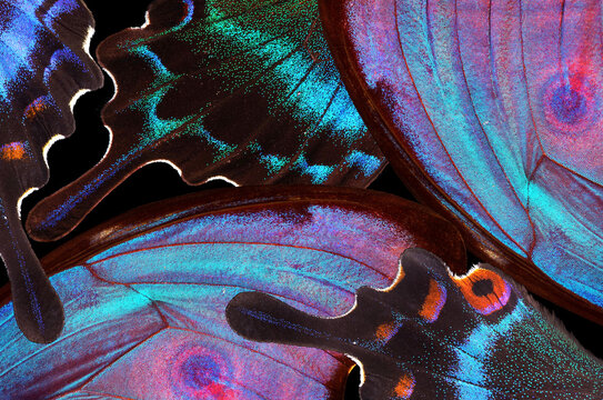 colorful wings of tropical butterflies close-up. abstract ornament of butterfly wings