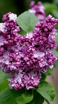 Lilac blooms in spring, vertical video
