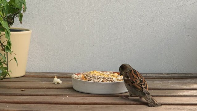 Small wild bird eat seeds from the bird feeder near the house. Sparrow closeup